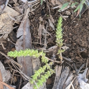 Crassula sieberiana at Higgins, ACT - 17 Sep 2022 02:53 PM