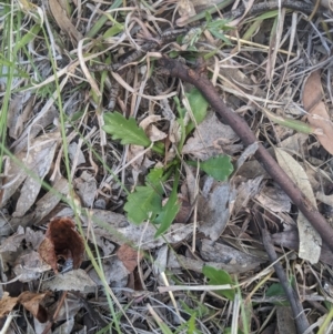 Goodenia pinnatifida at Higgins, ACT - 17 Sep 2022 02:50 PM