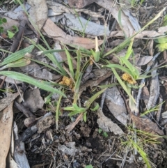 Lomandra bracteata (Small Matrush) at Higgins, ACT - 17 Sep 2022 by MattM