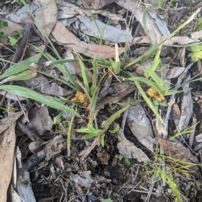 Lomandra bracteata (Small Matrush) at Higgins, ACT - 17 Sep 2022 by MattM