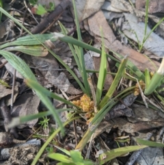 Lomandra bracteata at Higgins, ACT - 17 Sep 2022