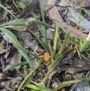 Lomandra bracteata at Higgins, ACT - 17 Sep 2022 02:48 PM