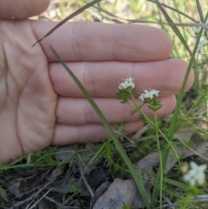 Asperula conferta at Higgins, ACT - 17 Sep 2022