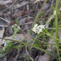 Asperula conferta at Higgins, ACT - 17 Sep 2022