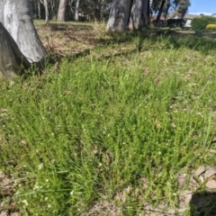 Asperula conferta at Higgins, ACT - 17 Sep 2022