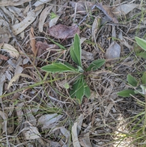 Plantago varia at Higgins, ACT - 17 Sep 2022