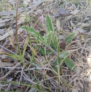 Plantago varia at Higgins, ACT - 17 Sep 2022