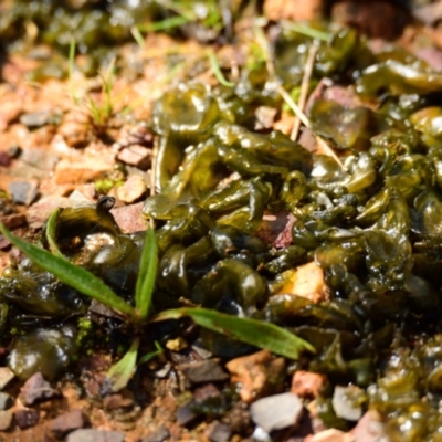 Nostoc sp. (genus) (A cyanobacterium) at Lake Ginninderra - 16 Sep 2022 by Thurstan