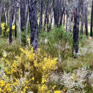 Macropus giganteus at Bruce, ACT - 12 Sep 2022