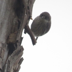 Daphoenositta chrysoptera (Varied Sittella) at Bellmount Forest, NSW - 17 Sep 2022 by TomW