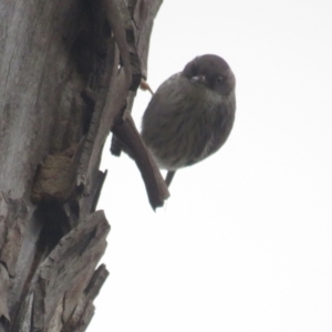 Daphoenositta chrysoptera at Bellmount Forest, NSW - 17 Sep 2022 11:07 AM