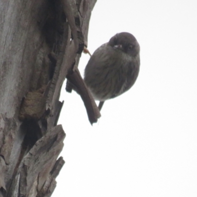 Daphoenositta chrysoptera (Varied Sittella) at Bellmount Forest, NSW - 17 Sep 2022 by BenW