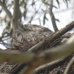 Podargus strigoides (Tawny Frogmouth) at Fyshwick, ACT - 10 Sep 2022 by BenW
