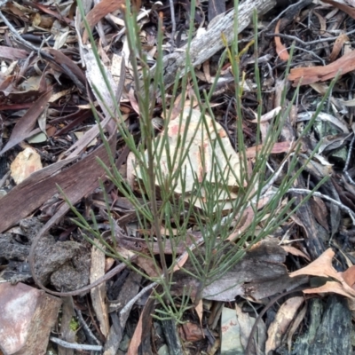 Exocarpos strictus (Dwarf Cherry) at Coornartha Nature Reserve - 17 Sep 2022 by mahargiani