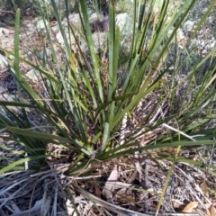 Lomandra longifolia (Spiny-headed Mat-rush, Honey Reed) at Coornartha Nature Reserve - 17 Sep 2022 by mahargiani