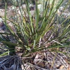 Lomandra longifolia (Spiny-headed Mat-rush, Honey Reed) at Glen Fergus, NSW - 16 Sep 2022 by mahargiani