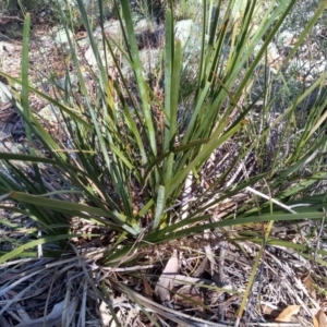 Lomandra longifolia at Glen Fergus, NSW - 17 Sep 2022