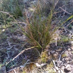 Lepidosperma laterale (Variable Sword Sedge) at Glen Fergus, NSW - 17 Sep 2022 by mahargiani