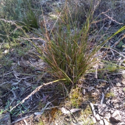 Lepidosperma laterale (Variable Sword Sedge) at Glen Fergus, NSW - 17 Sep 2022 by mahargiani