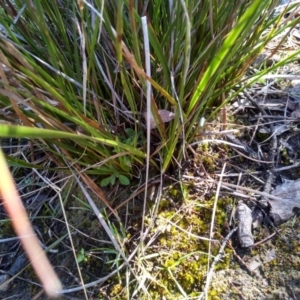 Lepidosperma laterale at Glen Fergus, NSW - 17 Sep 2022