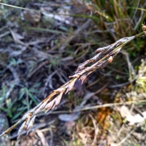 Lepidosperma laterale at Glen Fergus, NSW - 17 Sep 2022