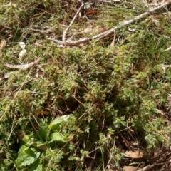 Acaena novae-zelandiae (Bidgee Widgee) at Glen Fergus, NSW - 17 Sep 2022 by mahargiani