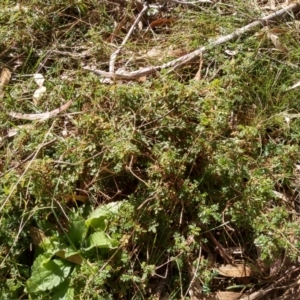 Acaena novae-zelandiae at Glen Fergus, NSW - 17 Sep 2022