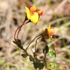 Bossiaea buxifolia (Matted Bossiaea) at Paddys River, ACT - 13 Sep 2022 by JohnBundock