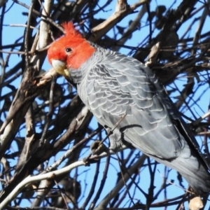 Callocephalon fimbriatum at Paddys River, ACT - suppressed