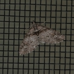 Phrissogonus laticostata (Apple looper moth) at Wanniassa, ACT - 11 Sep 2022 by JohnBundock