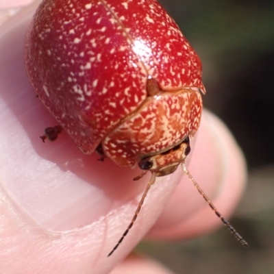 Paropsis variolosa (Variolosa leaf beetle) at Aranda Bushland - 14 Mar 2022 by drakes