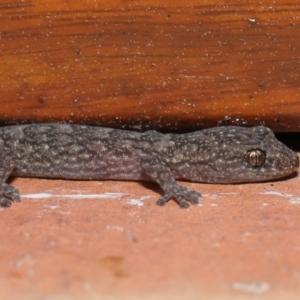 Christinus marmoratus at Evatt, ACT - 17 Sep 2022 01:37 PM