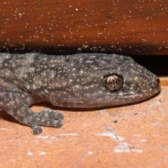 Christinus marmoratus at Evatt, ACT - 17 Sep 2022 01:37 PM