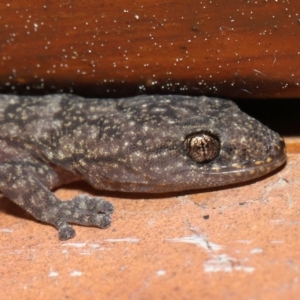 Christinus marmoratus at Evatt, ACT - 17 Sep 2022 01:37 PM