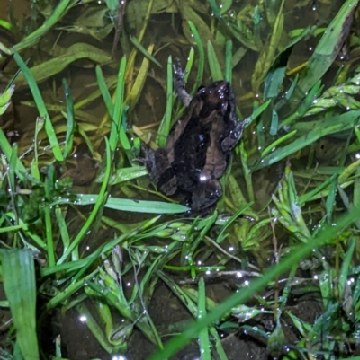 Crinia signifera (Common Eastern Froglet) at Wodonga, VIC - 17 Sep 2022 by ChrisAllen