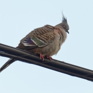 Ocyphaps lophotes at Downer, ACT - 18 Sep 2022 07:18 AM