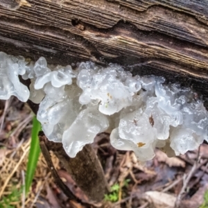 Tremella fuciformis at Uriarra, NSW - 17 Sep 2022 10:57 AM