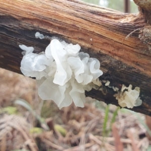 Tremella fuciformis at Uriarra, NSW - 17 Sep 2022 10:57 AM