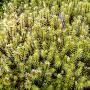 Bartramiaceae at Uriarra, NSW - 17 Sep 2022