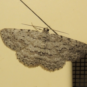 Psilosticha absorpta at Conder, ACT - 23 Mar 2015