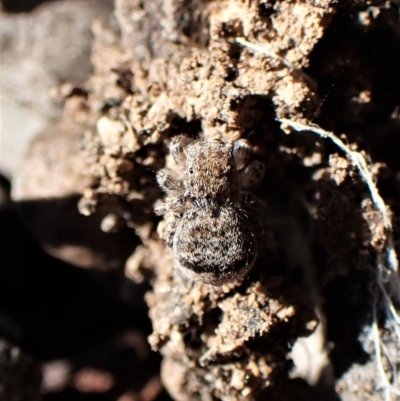 Maratus vespertilio (Bat-like peacock spider) at Molonglo Valley, ACT - 14 Sep 2022 by CathB