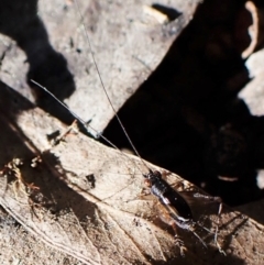 Trigonidium (Balamara) albovittatum (Handsome trig) at Aranda Bushland - 14 Sep 2022 by CathB