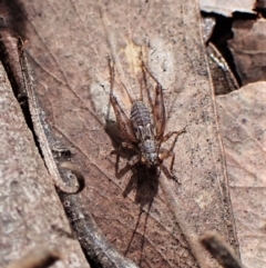 Unidentified Cricket (Orthoptera, several families) at Molonglo Valley, ACT - 10 Sep 2022 by CathB