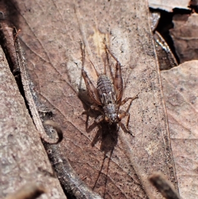 Unidentified Cricket (Orthoptera, several families) at Molonglo Valley, ACT - 10 Sep 2022 by CathB