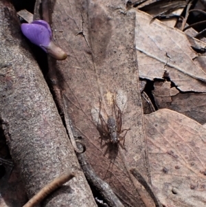 Gryllidae (family) at Molonglo Valley, ACT - 10 Sep 2022 11:42 AM