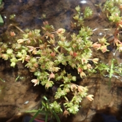 Crassula decumbens var. decumbens (A Stonecrop) at Molonglo Valley, ACT - 17 Nov 2021 by CathB