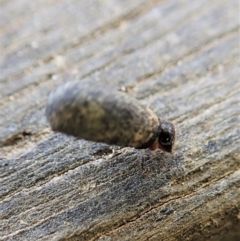 Cryptocephalinae (sub-family) (A case-bearing leaf beetle) at Paddys River, ACT - 18 Oct 2021 by CathB