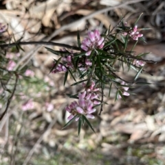 Lissanthe strigosa subsp. subulata (Peach Heath) at Mount Jerrabomberra - 18 Sep 2022 by Mavis