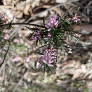 Lissanthe strigosa subsp. subulata at Jerrabomberra, NSW - 18 Sep 2022 11:07 AM