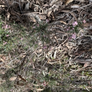 Lissanthe strigosa subsp. subulata at Jerrabomberra, NSW - 18 Sep 2022